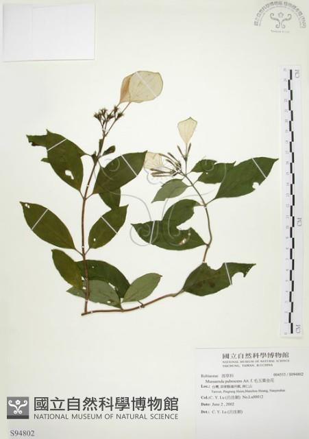 毛玉葉金花藏品圖，第1張