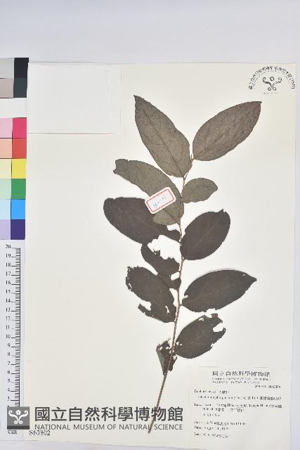 菲律賓饅頭果藏品圖，第1張