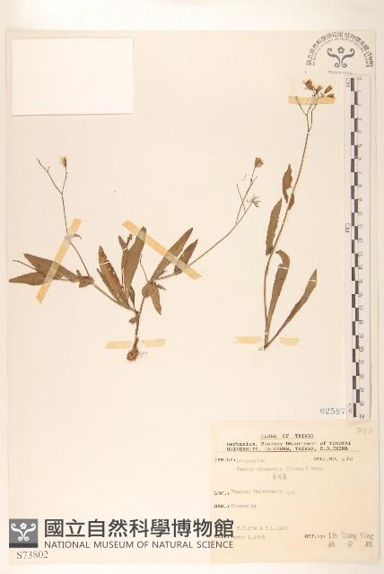 兔仔菜藏品圖，第1張