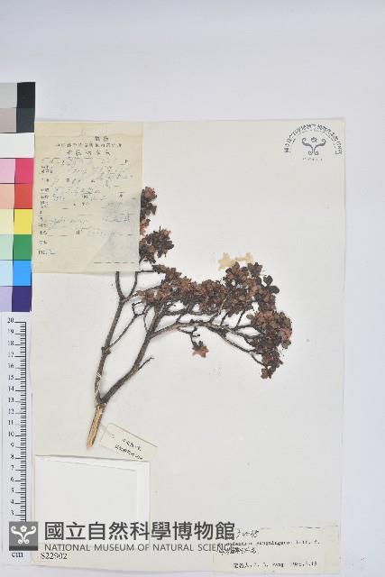 永寧杜鵑花藏品圖，第1張