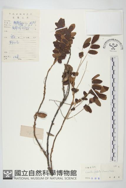 螫毛果藏品圖，第1張