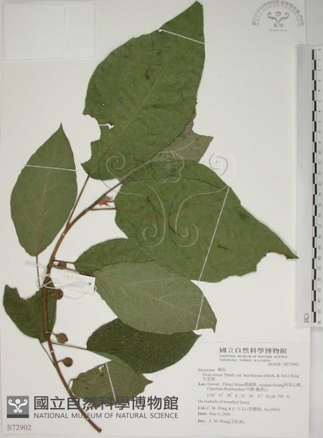 牛乳榕藏品圖，第1張