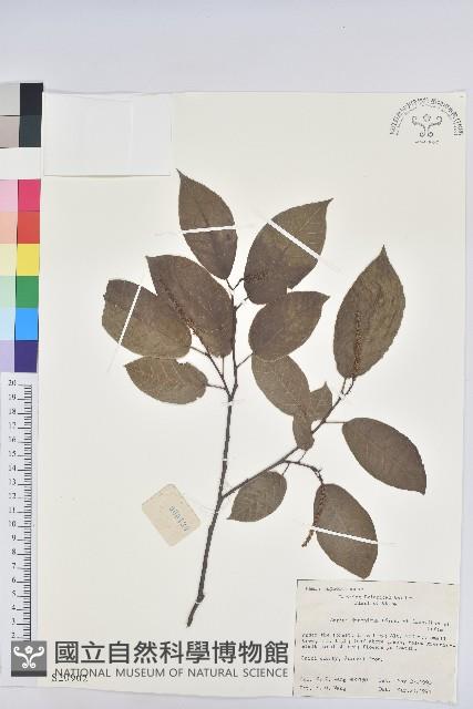 白木烏臼藏品圖，第1張