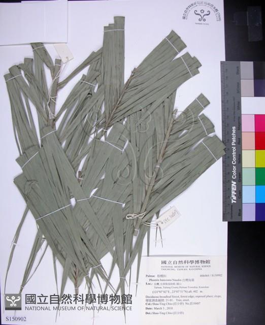 台灣海棗藏品圖，第1張