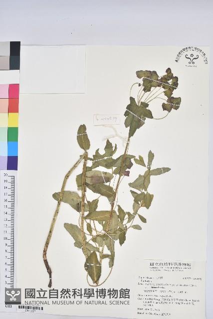 登錄號:S190902藏品圖，第1張