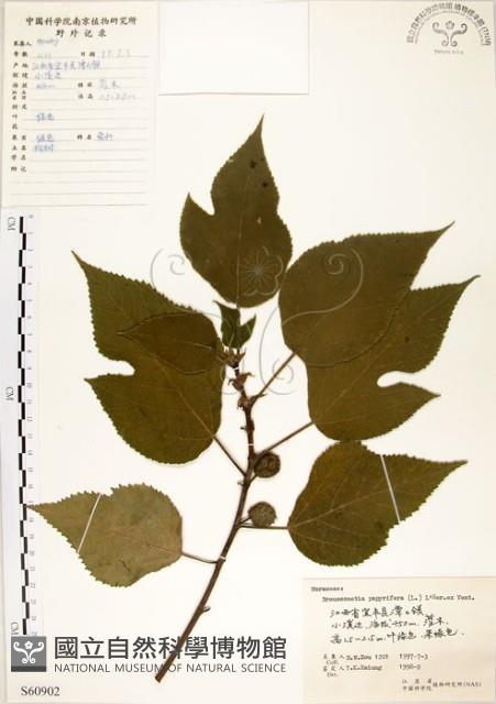 構樹藏品圖，第1張