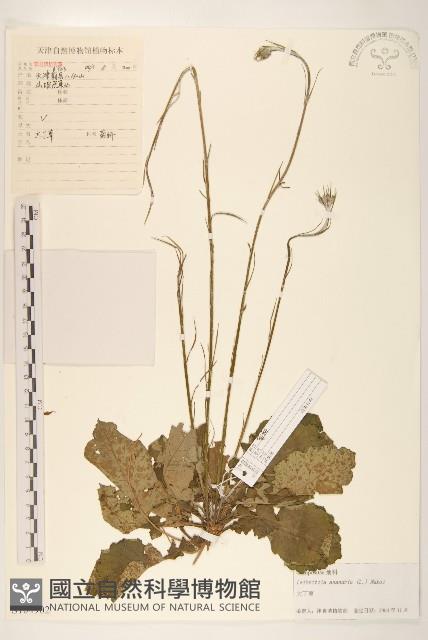 巴氏鐵線蓮藏品圖，第1張