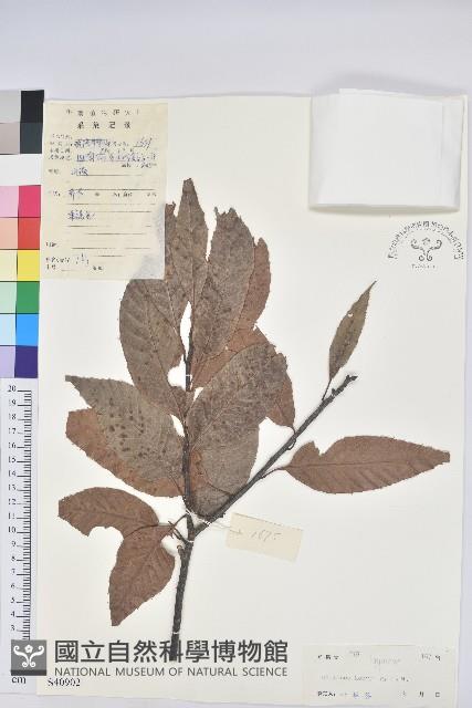 錐栗藏品圖，第1張