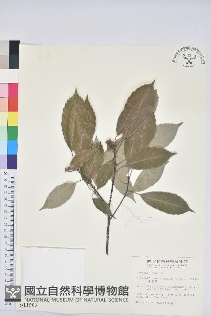 青剛櫟、鐵椆藏品圖，第1張