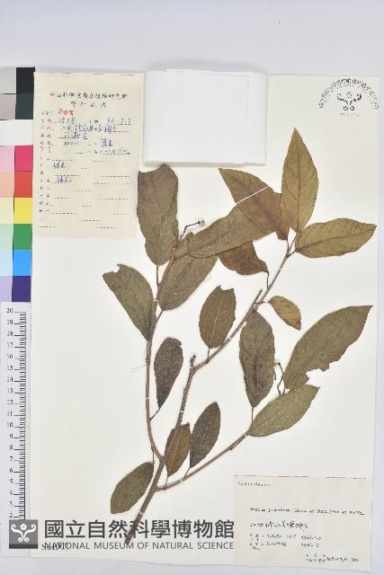 白木烏臼藏品圖，第1張