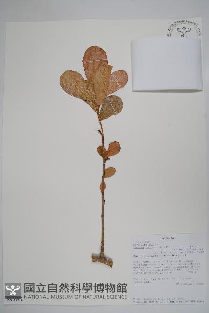 登錄號:S095902藏品圖，第1張