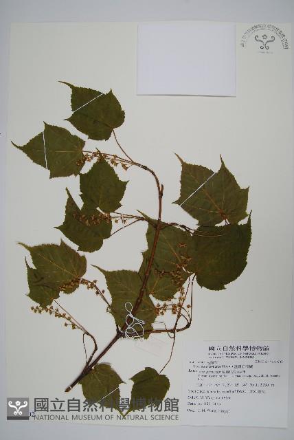 臺灣紅榨槭藏品圖，第1張