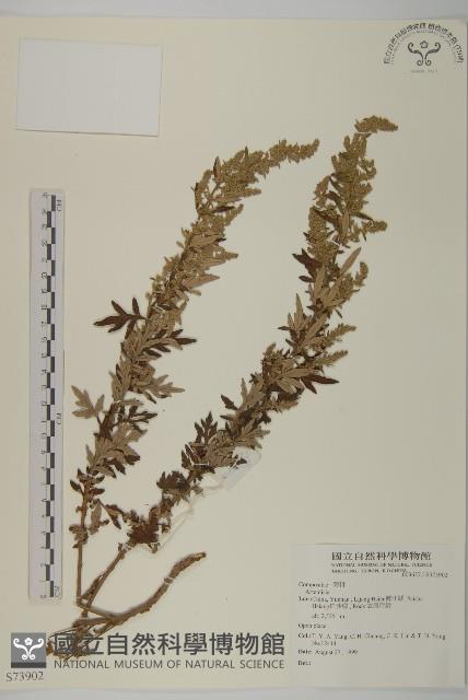 登錄號:S073902藏品圖，第1張