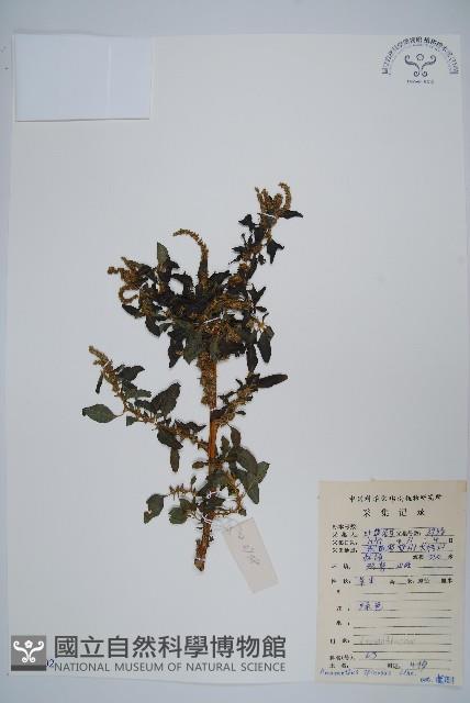 刺莧藏品圖，第1張