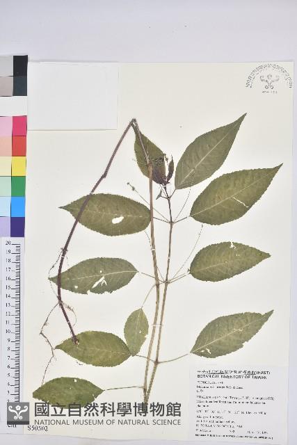 山靛藏品圖，第1張