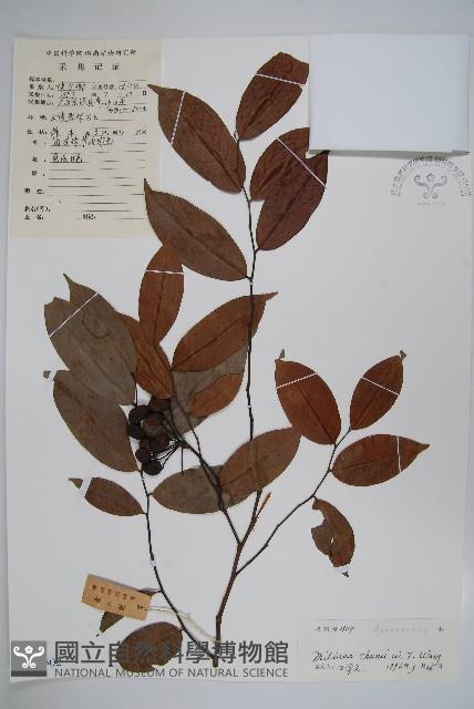 野獨活藏品圖，第1張