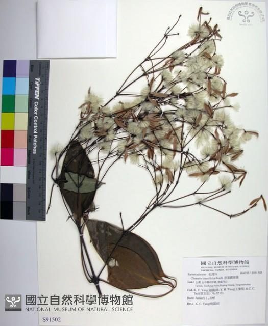 厚葉鐵線蓮藏品圖，第1張