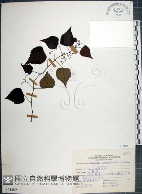 漢氏山葡萄藏品圖，第1張