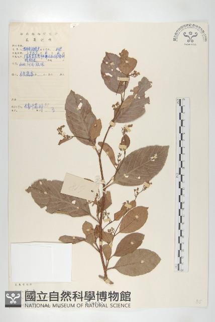 錫葉藤藏品圖，第1張