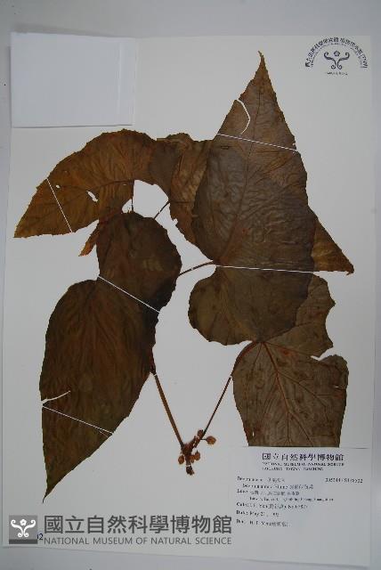 圓果秋海棠藏品圖，第1張