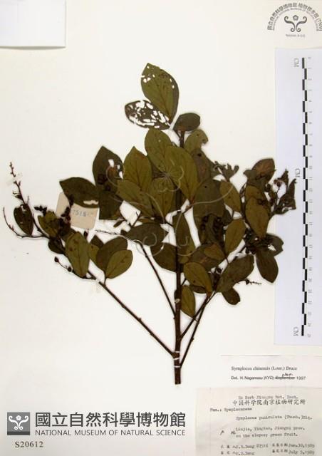 灰木藏品圖，第1張