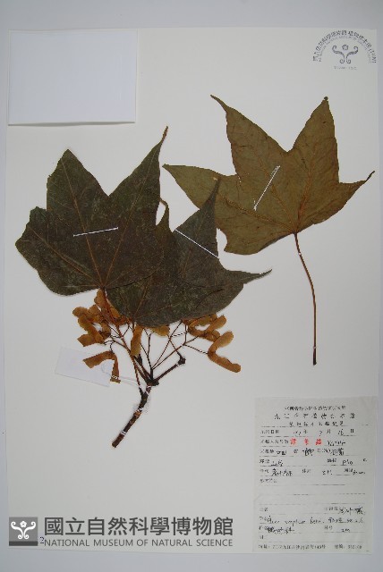 闊葉槭藏品圖，第1張