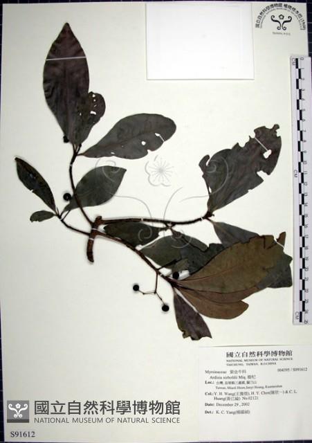 樹杞藏品圖，第1張