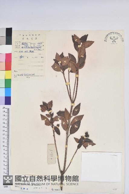 馬銀花藏品圖，第1張