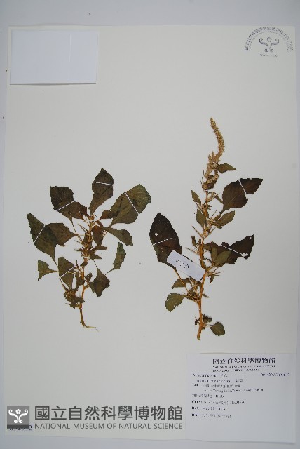 刺莧藏品圖，第1張