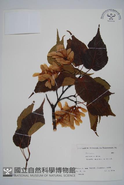 大屯尖葉槭, 川上氏槭藏品圖，第1張