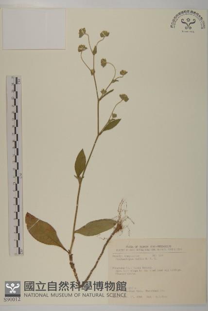 地膽草、毛蓮菜藏品圖，第1張