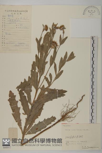 華薊藏品圖，第1張