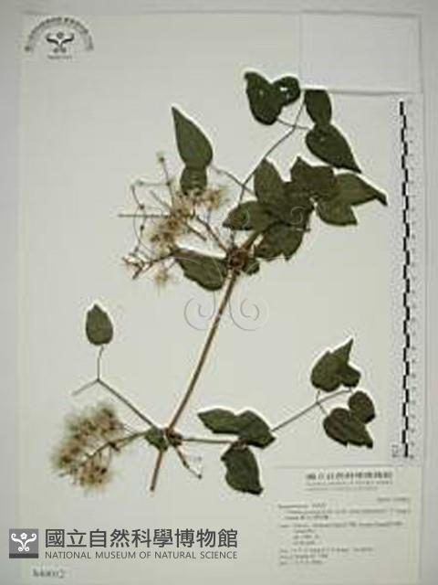 梨山小蓑衣藤藏品圖，第1張