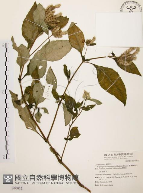 臺灣鱗球花藏品圖，第1張