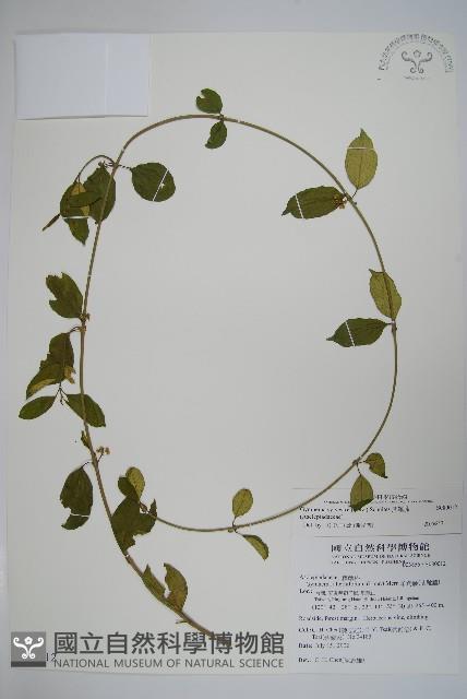 武靴藤藏品圖，第1張