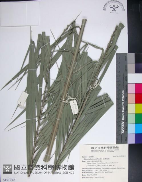 台灣海棗藏品圖，第1張