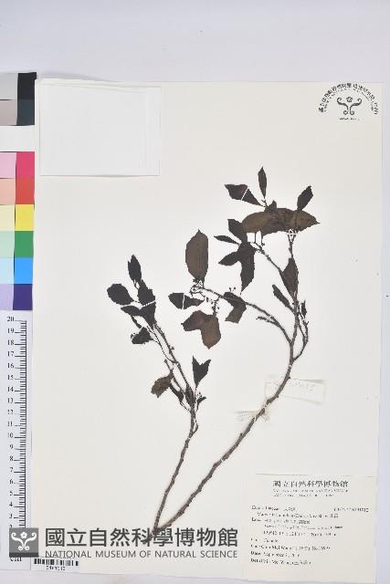 紫黃藏品圖，第1張