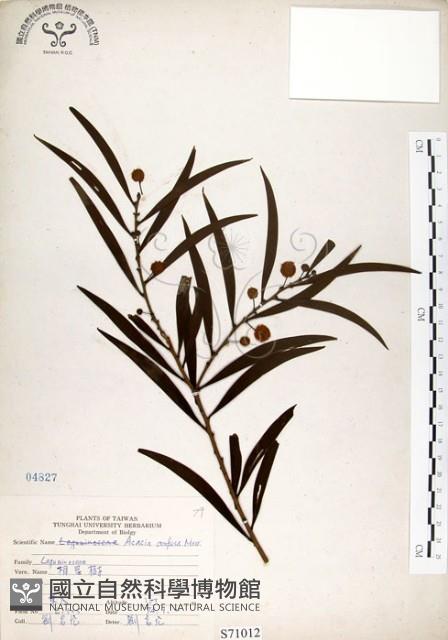 相思樹藏品圖，第1張