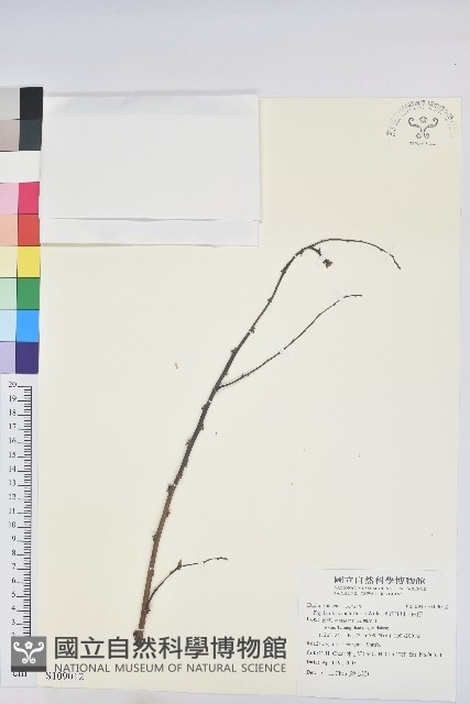 多花油柑、白仔藏品圖，第1張