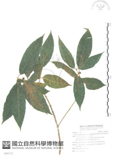 對葉榕藏品圖，第1張