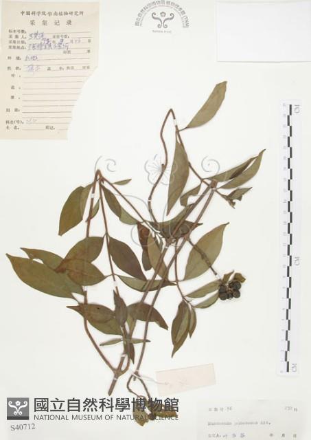 毛玉葉金花藏品圖，第1張