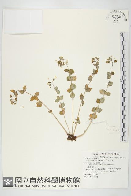 豌豆七藏品圖，第1張