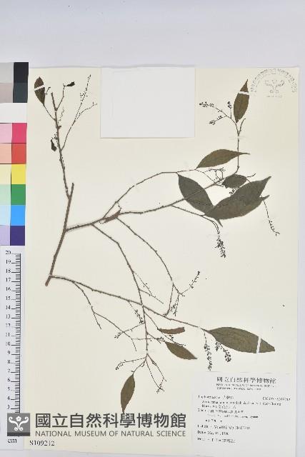 密花五月茶藏品圖，第1張