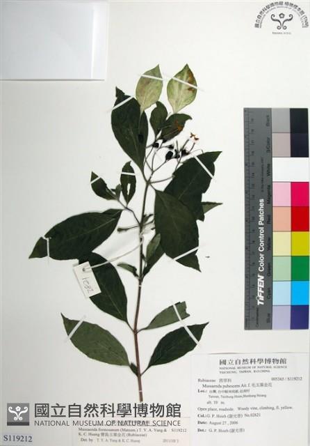 寶島玉葉金花藏品圖，第1張