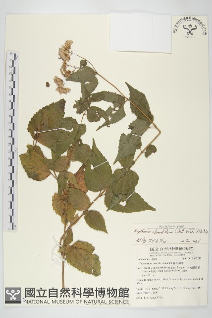 田代氏澤蘭藏品圖，第1張
