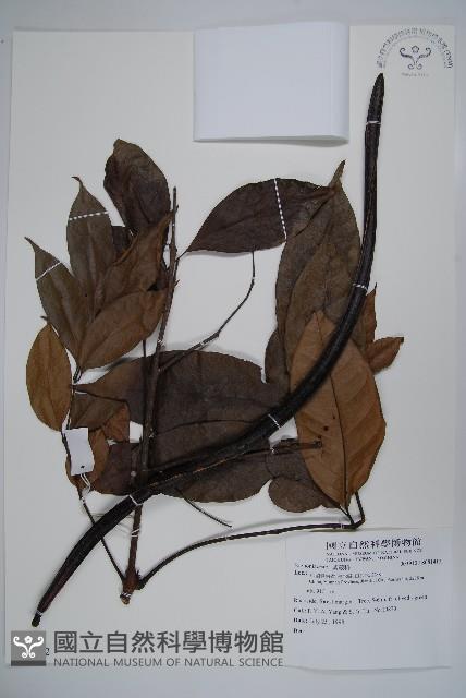 登錄號:S081412藏品圖，第1張