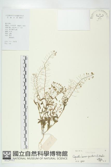 薺藏品圖，第1張