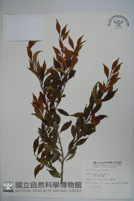 早田氏冬青藏品圖，第1張