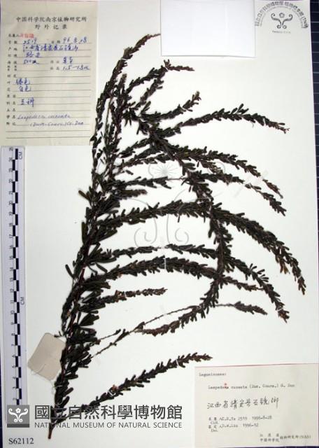 鐵掃帚、千里光藏品圖，第1張