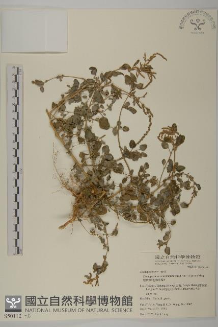 變葉藜、毛綠珠藜藏品圖，第1張